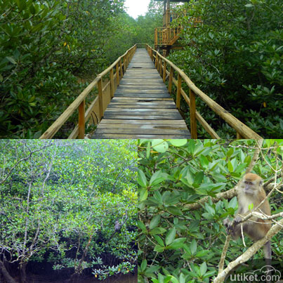 Mangrove Sei Carang